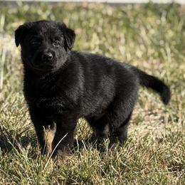 Boy 1 - Bi-color male German Shepherd puppy in Grantsville, Utah from Vom Haus Denfors K9 - Working German Shepherds