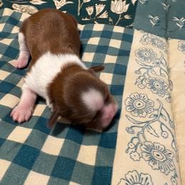 Girl 1 - Liver and white female Shih Tzu puppy in Temple, Pennsylvania from Kathy Diego's Shih Tzus