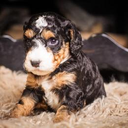 Dobby - Tri-color male Bernedoodle puppy in Tyner, Kentucky from Good Dog Doodles