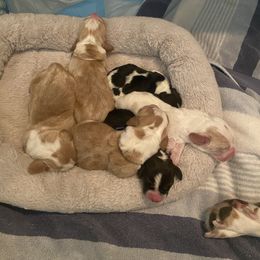 Basset Hound puppies from Lazy Acre Basset Hounds