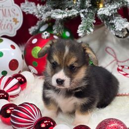 The Grinch - Black and tan male Pembroke Welsh Corgi puppy in Charleston, Arkansas from Hilltop Corgis