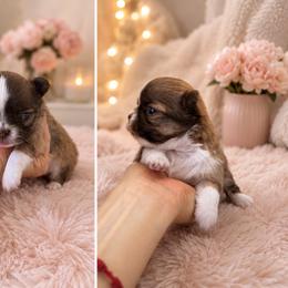 Rosalinda - Chocolate and white female Chihuahua puppy in Miami, Florida from Natalias Tiny Puppies