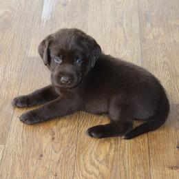 Brooke - Chocolate female Labrador Retriever puppy in Camden, Indiana from Camden's Caring Canines