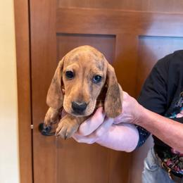 Brindle - Brindle male Dachshund puppy in Sultan, Washington from Honeydew Ranch