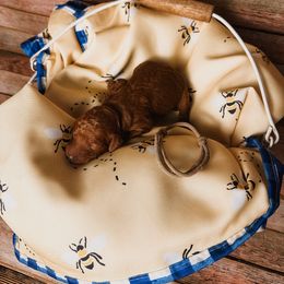 Tan Collar Girl - Red  Poodle puppy in Mountain Grove, Missouri from Swan Field Farms