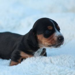 Boy 4 - Black and tan Dachshund puppy in Windsor, Colorado from Murry’s minis