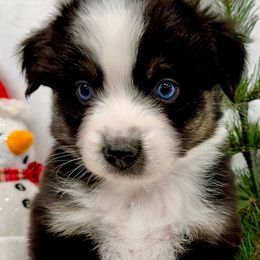 Aussie Jacks - Black tri male Miniature American Shepherd puppy in South Branch, Michigan from Ross Ranch Mini and Standard Aussie's