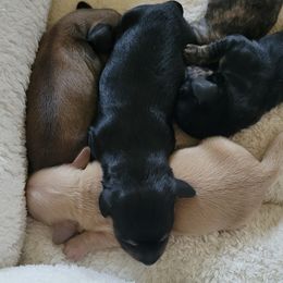 Dachshund Puppies from Rosie Posie Doxies