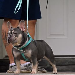 Chanel - French Bulldog