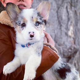 Pembroke Welsh Corgi Puppies from Nunas Corgis