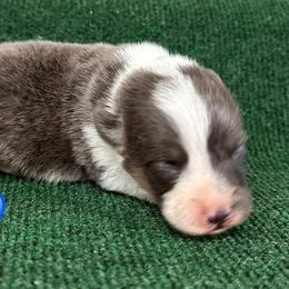 Ziggy - Blue male Pembroke Welsh Corgi puppy in Hico, Texas from Chisholm Trail Kennels