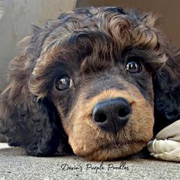 Valor - Sable male Poodle puppy in Fort Calhoun, Nebraska from Devin’s Purple Poodles