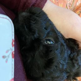 Poodle Puppies from Sarsel Poodles