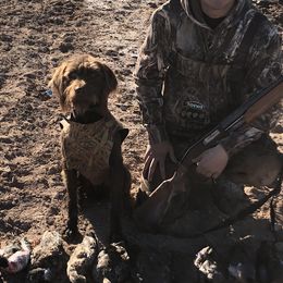 Pudelpointers from On a hunt kennels