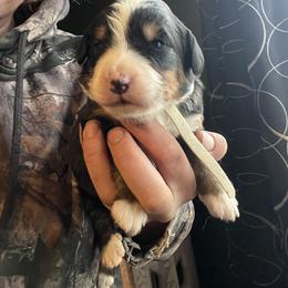 White - Black rust and white female Bernese Mountain Dog puppy in North Grove, Indiana from J&F Country Canines