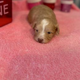 Lennon - Cream male Aussiedoodle puppy in Science Hill, Kentucky from Southern Paws Kennels