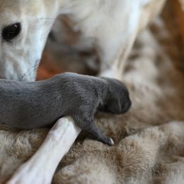 Celeste - Blue female Whippet puppy in Gentry, Arkansas from Mardel Robeson of Mulberry Hollow Whippets