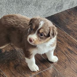 Girl 2 - Red tri female Miniature Australian Shepherd puppy in Cedar Rapids, Iowa from Bornagain Paws