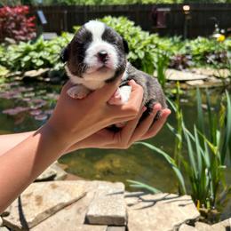 Oak (Red Collar) - Brindle and white male Cardigan Welsh Corgi puppy in Clio, Michigan from Old Oak Cardigans