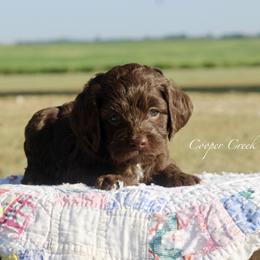 Hyacinth - female Cockapoo puppy in Lowry City, Missouri from Cooper Creek Puppies