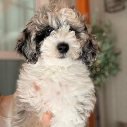 Paisley - Merle female Sheepadoodle puppy in Roseburg, Oregon from Sharon’s Sheepadoodle’s