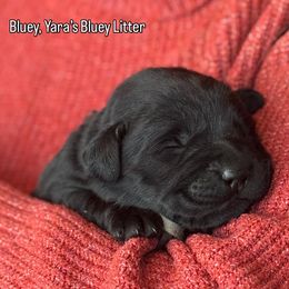 Bluey - Black female Labrador Retriever puppy in Owosso, Michigan from Bennington Retrievers