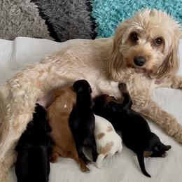Cavapoo puppies from Shoemaker Farm & Cavapoo Kennel