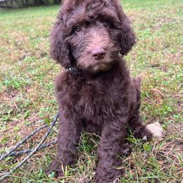 Reese - Chocolate female Goldendoodle puppy in New Ringgold, Pennsylvania from Hawk Mountain Doodles