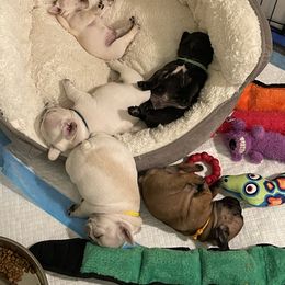 French Bulldog Puppies from JoJo French Bulldogs