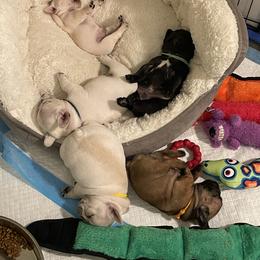French Bulldog Puppies from JoJo French Bulldogs