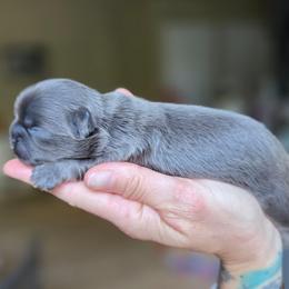 Jonathan - Blue male Shih Tzu puppy in Lancaster, Ohio from Wandering Tzu