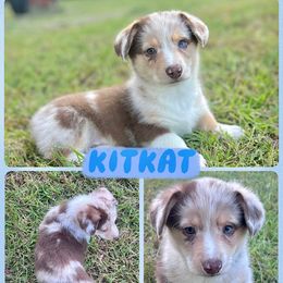 KitKat - Red merle and white male American Corgi puppy in Fort Worth, Texas from King of Hearts Corgis