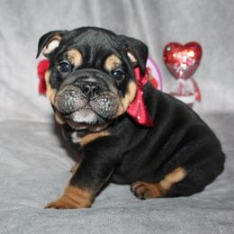 Boxer, Bulldog, and French Bulldog Puppies from Hillview Kennels