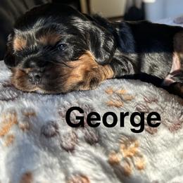 Cavalier King Charles Spaniel Puppies from brittany Parkman