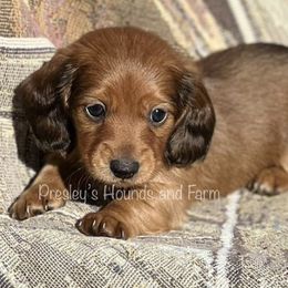 Dachshunds from Presley's Hounds and Farm