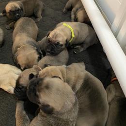 Yellow - Boerboel puppy in Chico, California from Rivers Edge Boerboels
