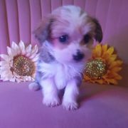 Girl 2 - Gold and white female Shorkie puppy in Boca Raton, Florida from Tina-Marie's Pups