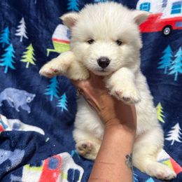 AKC Damon (Black collar) - White male Siberian Husky puppy in Centreville, Maryland from Huskies By the Bay