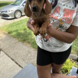 Dachshund and French Bulldog Puppies from Ohio House of Frenchies