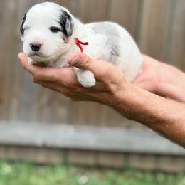 Travel - Red - Merle male Bernedoodle puppy in Charleston, South Carolina from Palm Belle Doodles