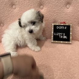 Dottie - White Coton de Tulear puppy in Surprise, Arizona from Lizzy’s Tribe