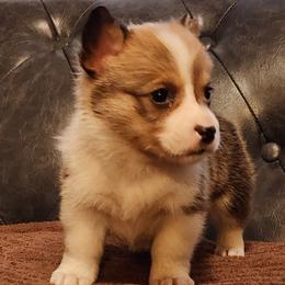 Chip - Sable female Pembroke Welsh Corgi puppy in Sidney, Ohio from Cozy Corgi Ranch