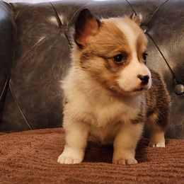 Chip - Sable female Pembroke Welsh Corgi puppy in Sidney, Ohio from Cozy Corgi Ranch