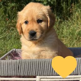 Clara (Yellow) - Golden female Golden Retriever puppy in Cadillac, Michigan from K & M Golden Retrievers