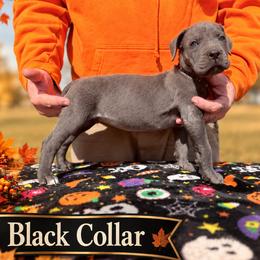 Aetius- Black Collar - Gray male Cane Corso puppy in Stilwell, Oklahoma from Killing Joke Kennels