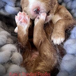 Poodle Puppies from Katie’s Standard Poodles