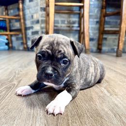 Fawn Brindle Female - Fawn brindle female American Pit Bull Terrier puppy in Nine Mile Falls, Washington from Bartin Kennels