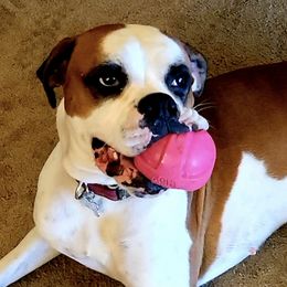 Boxers from Brooklyn's Boxer's