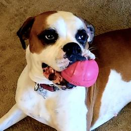 Boxers from Brooklyn's Boxer's