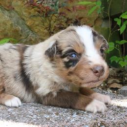 Cricket - Red merle male Australian Shepherd puppy in Macon, Georgia from Shaina’s Shepherds